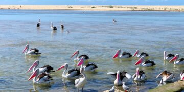 İmam Celaleddin Süyuti (849-911 Hicri) I