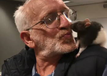 Sydney polisi seferber olup buldu: Kayıb olan fare sahibine kavuşunca bol bol sahibini öptü