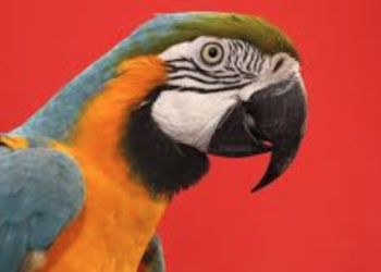 Brezilya’da polis baskını sırasında sahibini uyaran papağana gözaltı