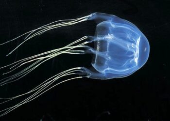 Sydney Üniversitesi’nde, dünyanın en ölümcül zehrine karşılık panzehir üretildi