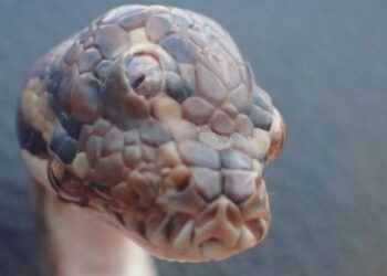 Darwin’de üç gözlü yılan bulundu