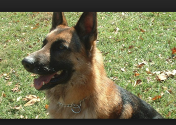 ABD’de ölen sahibini kendi köpekleri yedi