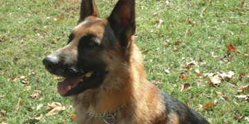 ABD’de ölen sahibini kendi köpekleri yedi