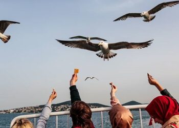 Bilim isanlarından araştırma: Avustralya’da martılar antibiyotiklere dirençli bakteriler taşıyor
