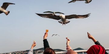 Bilim isanlarından araştırma: Avustralya’da martılar antibiyotiklere dirençli bakteriler taşıyor