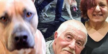Melbourne’de köpek vahşeti: Sahibinin biri öldü, biri ağır yaralı