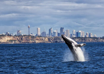 Sydney’in  Manly plajında, köpek balığının saldırısına uğrayan profesyonel erkek yüzücü yaralandı