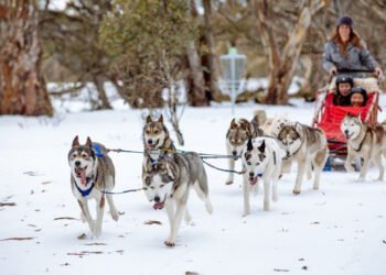 Avustralya’da 29. köpek kızak yarışları