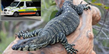 Queensland’de yaşlı çift kertenkele saldırısında yaralandı