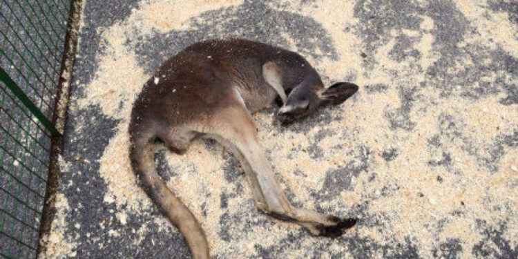 HANDOUT PHOTO; ONE TIME USE ONLY; NO ARCHIVES; NOTFORRESALE; MANDATORY CREDIT A kangaroo is shown lying in the sun at the Aurora Chamber of Commerce street festival in Aurora, Ont., on Sunday, June 5, 2016, in this handout photo. THE CANADIAN PRESS/HO - Jonathon Cole *MANDATORY CREDIT*