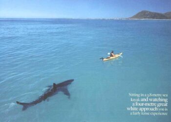 NSW’te  köpek balığı saldırısını drone  ile  son anda engellendi