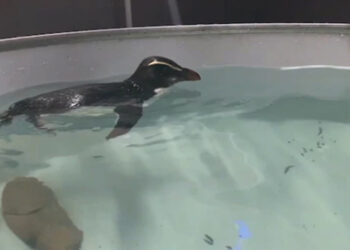 Kaybolan penguen Yeni Zelanda’dan Avustralya’ya 2500 km yüzdü