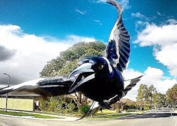 Sydney’de saksağanın saldırısının sebep olduğu vatandaş, dengesini kaybederek öldü