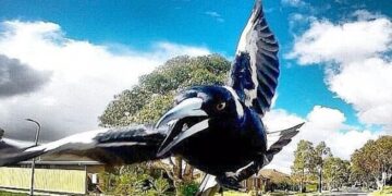 Sydney’de saksağanın saldırısının sebep olduğu vatandaş, dengesini kaybederek öldü