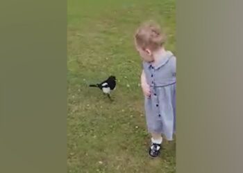 Avustralya’da saldırgan saksağan parktaki çocuğun gözünü oydu