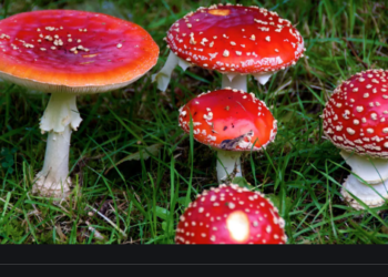 Avustralya’da dünyanın en ölümcül mantarlarından biri tespit edildi