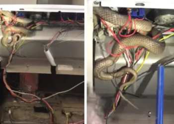 Adelaide’de yılan operasyonu: Akıl almaz yerde saklanıyordu