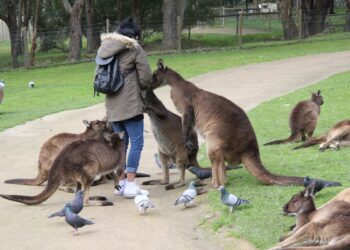 20 kanguruyu öldüren zanlı işkenceden yargılanacak