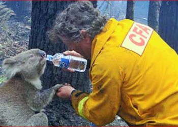 NSW Eyaleti’ndeki orman yangınlarında, yüzlerce Koala’nın öldüğünden endişe ediliyor