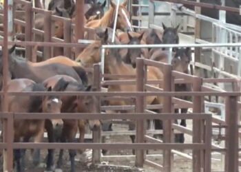 Queensland’de, ‘300 eski yarış atı kesildi, etler satıldı’ haberine soruşturma