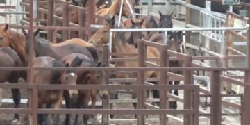 Queensland’de, ‘300 eski yarış atı kesildi, etler satıldı’ haberine soruşturma