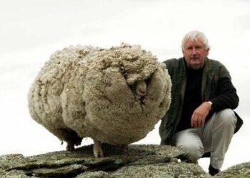 41 kiloluk yünüyle dünya rekoru sahibi olan Avustralya’daki koyun öldü