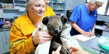 Sydney’in kuzeyine kadar ulaştı: Yangında 3 kişi hayatını kaybederken, 340’dan fazla Koala telef oldu
