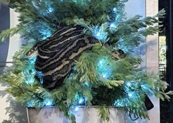 Noel ağacında dev yılan: Brisbane’de evin saksısına yerleşen 3 metrelik pitonla karşılaşan aile şok oldu