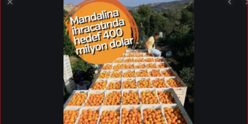 Rusya tek seferde 250 ton mandalinayı geri gönderdi