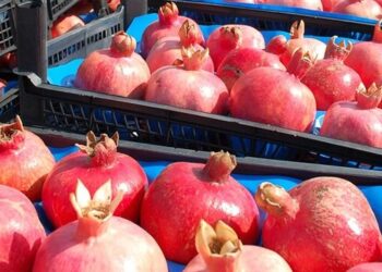 Rusya bu sefer de 18 ton nar iade etti