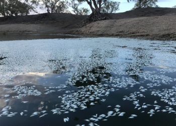 Şimdi de yağışlar vurdu: Nehirlere sürüklenen yangın külü, milyonlarca balığı telef etti