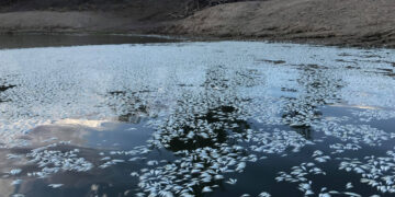 Şimdi de yağışlar vurdu: Nehirlere sürüklenen yangın külü, milyonlarca balığı telef etti