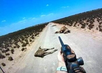 Aborjinjerden develeri toplu öldüren görevlilere teşekkür mesajı