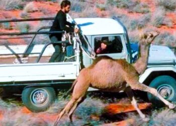 Develer itlaf edilmeye başlandı: Keskin nişancıların öldürdükleri develerle poz vermelerine  büyük tepki