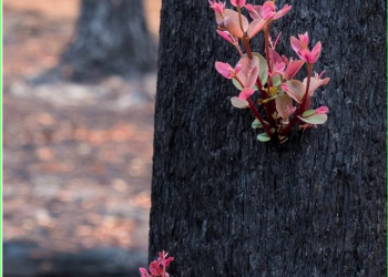 Uzaydan görüntülendi: Kül olan yerlerde bitkiler yeniden yeşeriyor