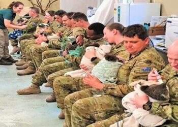 Askerlerden Koala şefkati: Ellerinde şırıngalarla besliyorlar
