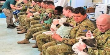 Askerlerden Koala şefkati: Ellerinde şırıngalarla besliyorlar
