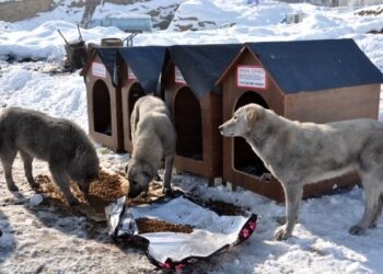 Avustralyalı Filiz Kaya’dan Yüksekova’ya köpek barınağı