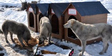 Avustralyalı Filiz Kaya’dan Yüksekova’ya köpek barınağı