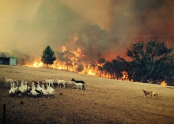 Sydney Üniversitesi Çevre Bilimci’lerinden yangın trajedisi bilançosu: 480 milyon can verdi