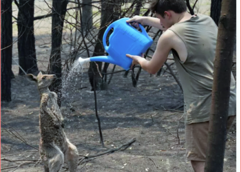 Yangınların acı bilançosu: Belçika’nın 2 katı yandı, 24 kişi öldü, 480 milyon hayvan telef oldu