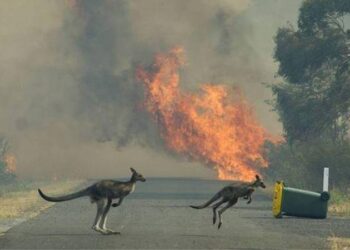 Sydney Üniversitesi Çevre Bilimci’lerinden yangın trajedisi bilançosu: 480 milyon can verdi