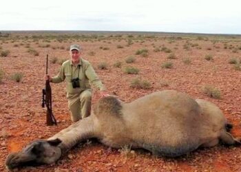 Develer itlaf edilmeye başlandı: Keskin nişancıların öldürdükleri develerle poz vermelerine  büyük tepki