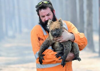 Avustralya yangınları sonrası 113 hayvan türü için ‘acil yardım’ çağrısı