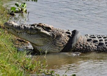 Dev timsah, 4 senedir boynuna sıkışan lastikle yaşıyor