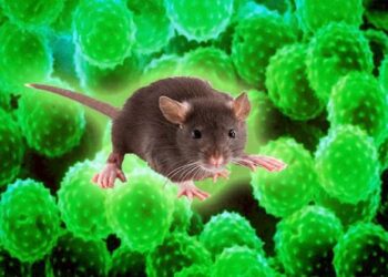 Koronavirüs’ten sonra, Çin’de şimdi de ‘Hantavirüs’ endişesi