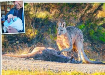 Eşinin cansız bedenini ve yavrusunu okşuyor: Kangurunun görüntüsü herkesi üzdü