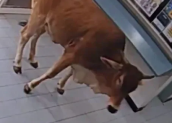 Queensland’de polis karakoluna giren ineğin videosu izlenme rekoru kırdı