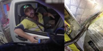 Polis şok oldu: Queensland’da seyir halindeki sürücüye yılan saldırısı!
