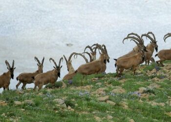 Tepkilere rağmen yine ihaleye  açılıyor: Bakanlık, Tunceli’de dağ keçilerini öldürmeye kararlı